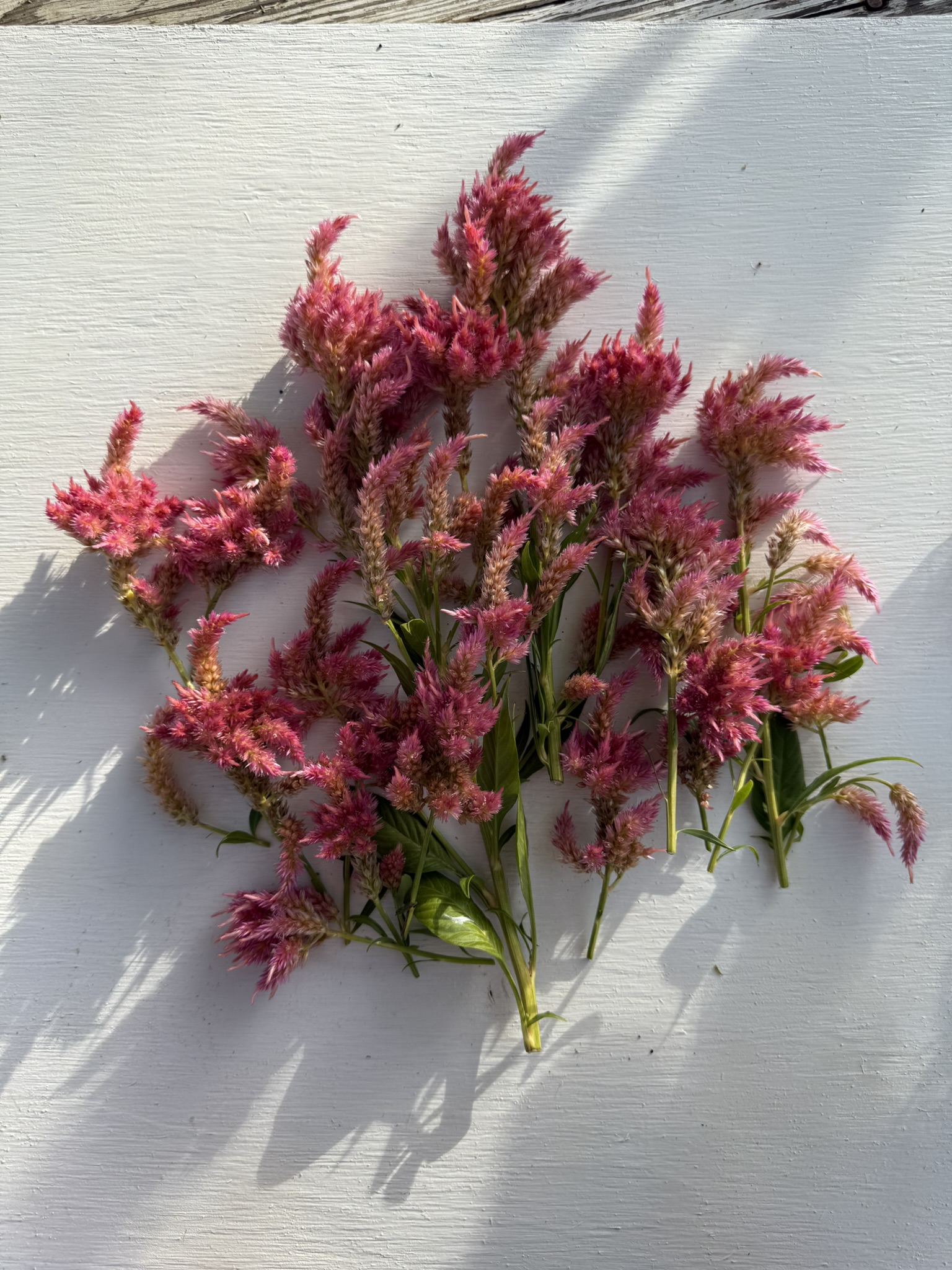 Hermione Pink Plume Spikes
